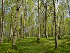 Birkenwald: Bafu publiziert die Vollzugshilfe Waldschutz für den Umgang mit Schadorganismen