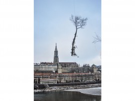 Eschentriebsterben: Baumfällung in Bern