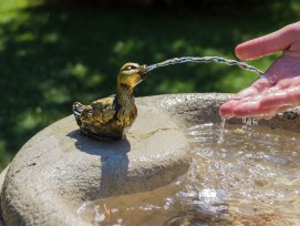 Brunnen mit Ente
