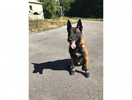 Schuhe für Polizeihunde der Stadtpolizei Zürich
