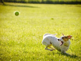 Spielender Hund