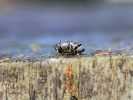 Biene stirbt wegen Pestiziden und Herbiziden