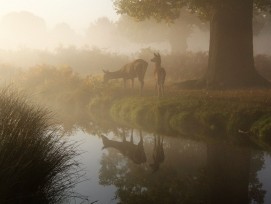 Zwei Rehe äsen nahe eines Teichs im Morgendunst