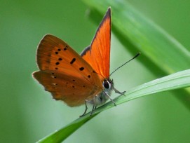 Schmetterling (Symbolbild)