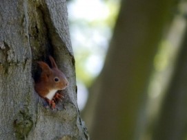 Eichhörnchen.