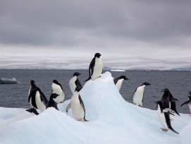 Adeliepinguine auf einem Eisberg,