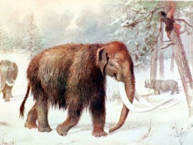 Mammut (Illustration)
