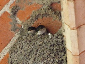 Zwei junge Mehlschwalben im Nest.