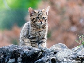 Junge Wildkatze im Tierpark Goldau