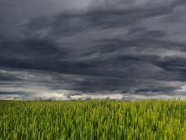 Weizenfald vor Gewitterhimmel.