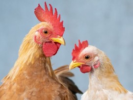 Hühner Symbolbild