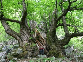 Riesenkastanie im Tessin.