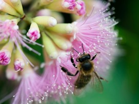 Biene bei der Honigsuche auf einer Blüte.