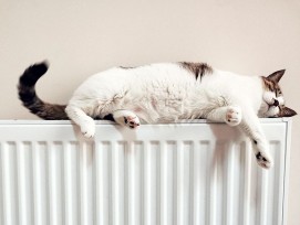 Katze auf einem Radiator.