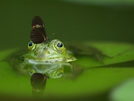 Frosch und Schmetterling im Teich