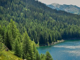 Wald in der Schweiz