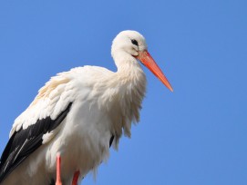 Storch (Symbolbild)