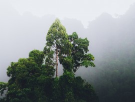 Baum im Dschungel in Thailand.