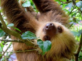 Faultier an einem Baum in Costa Rica.