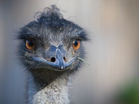 Emu (Symbolbild)