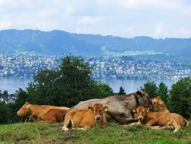 Kühe auf einer Wiese bei Zollikon mit Blick auf den Zürichsee.