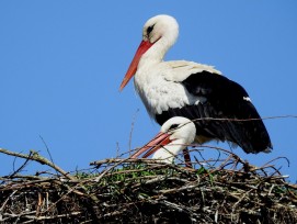 Storchennest