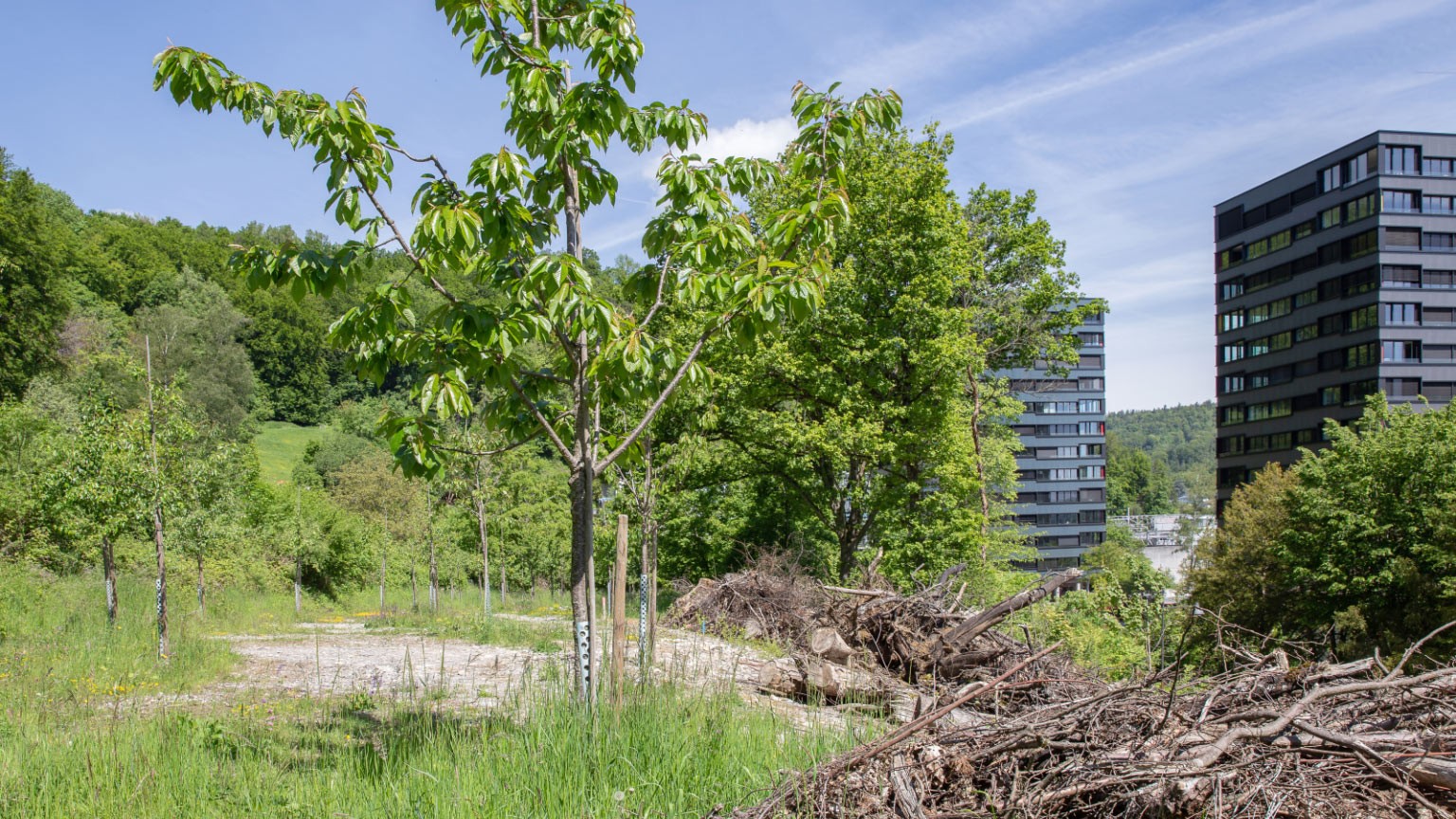ehemaligen Parkplatz der ABB beim Martinsberg in Baden