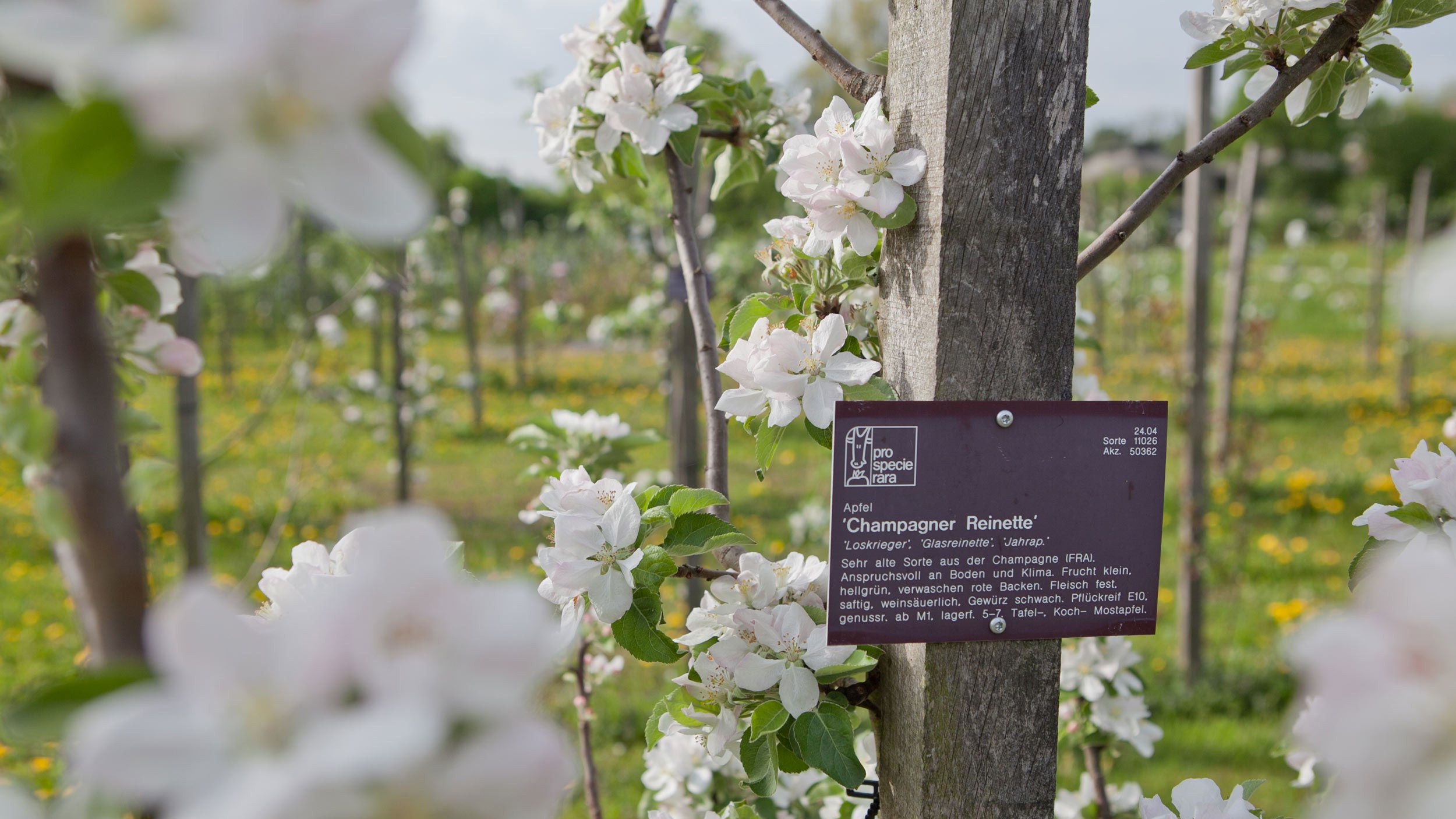 Obstgarten in den Merian Gärten