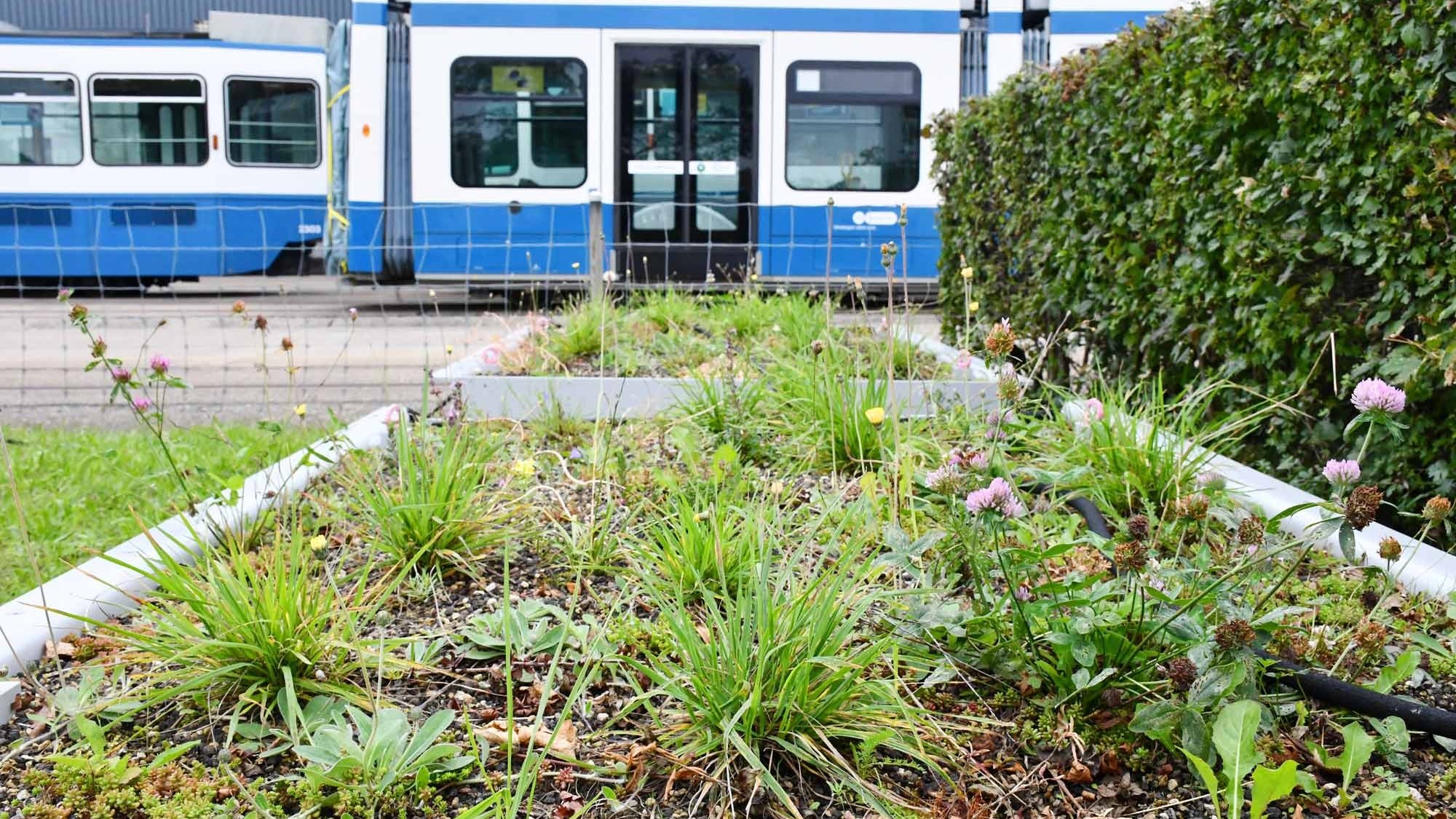 Pflanzentröge für VBZ-Tramhaltestellen in Zürich