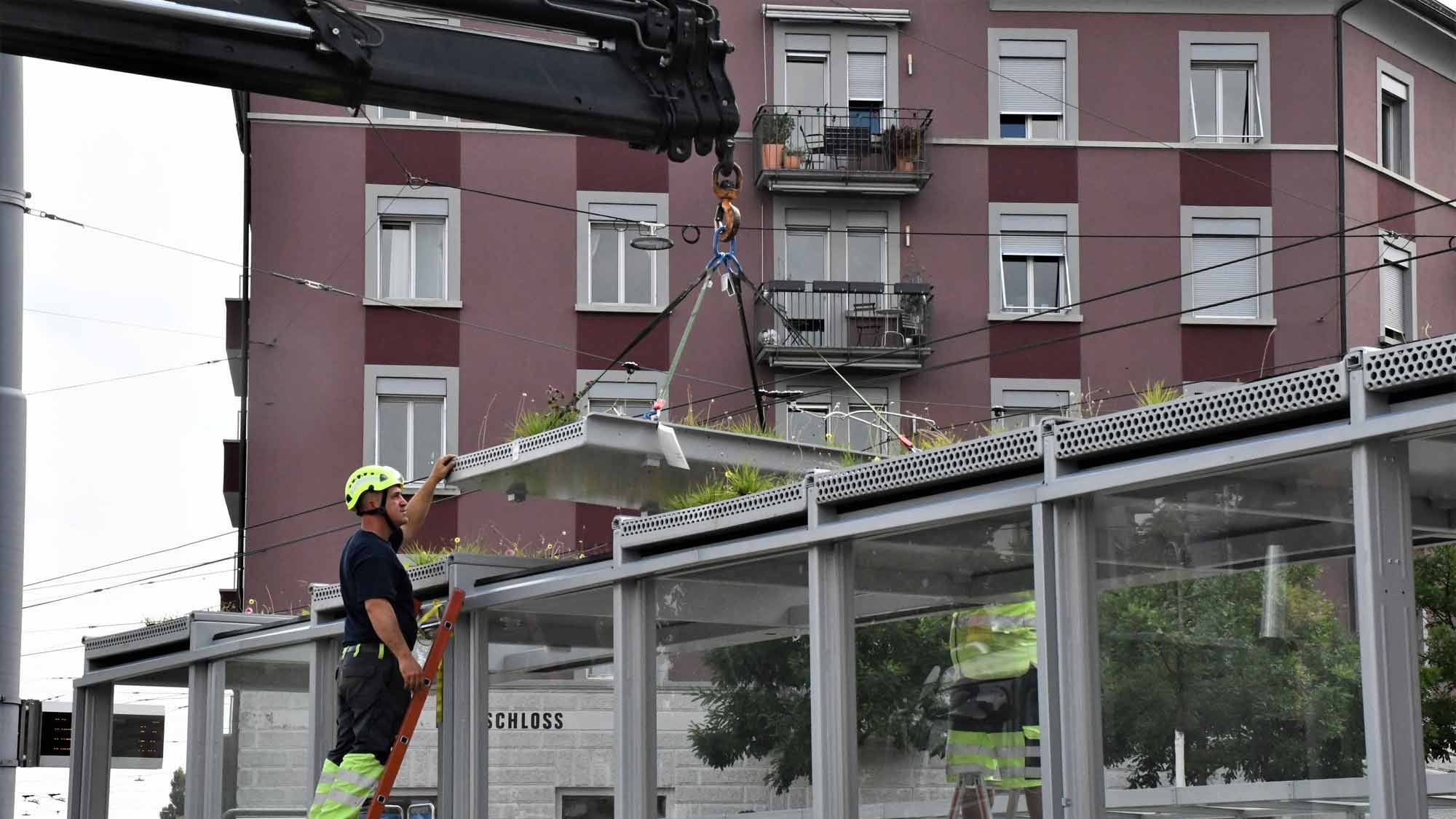 Bepflanzung von VBZ-Tramhaltestelle in Zürich