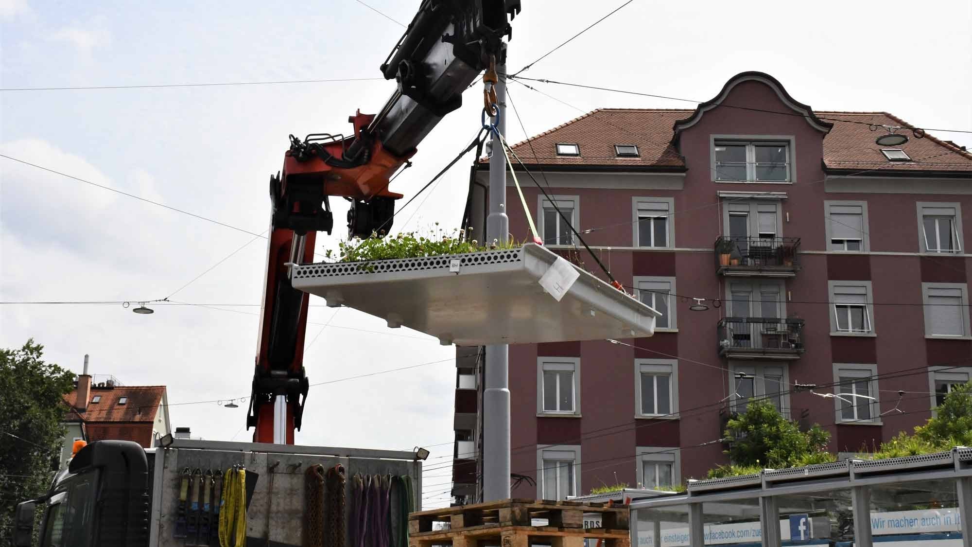 Bepflanzung von VBZ-Tramhaltestelle in Zürich