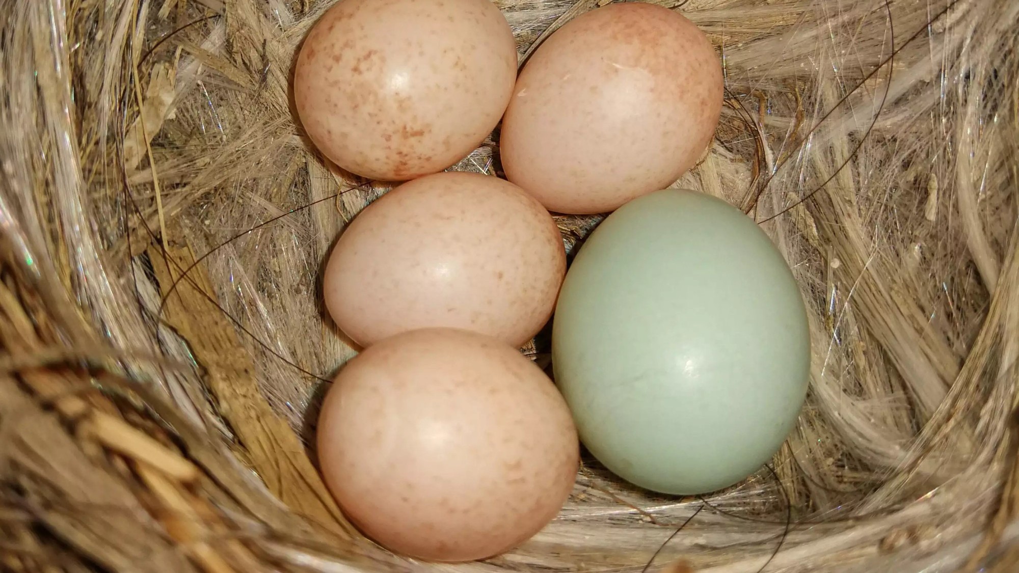 Kuckucksei  und Spiegelrotschwanz-Eier