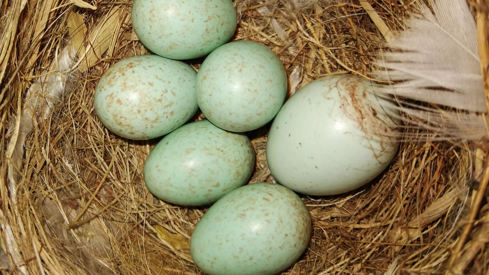 Kuckucksei (rechts) in einem Nest mit hellblauen Spiegelrotschwanz-Eiern