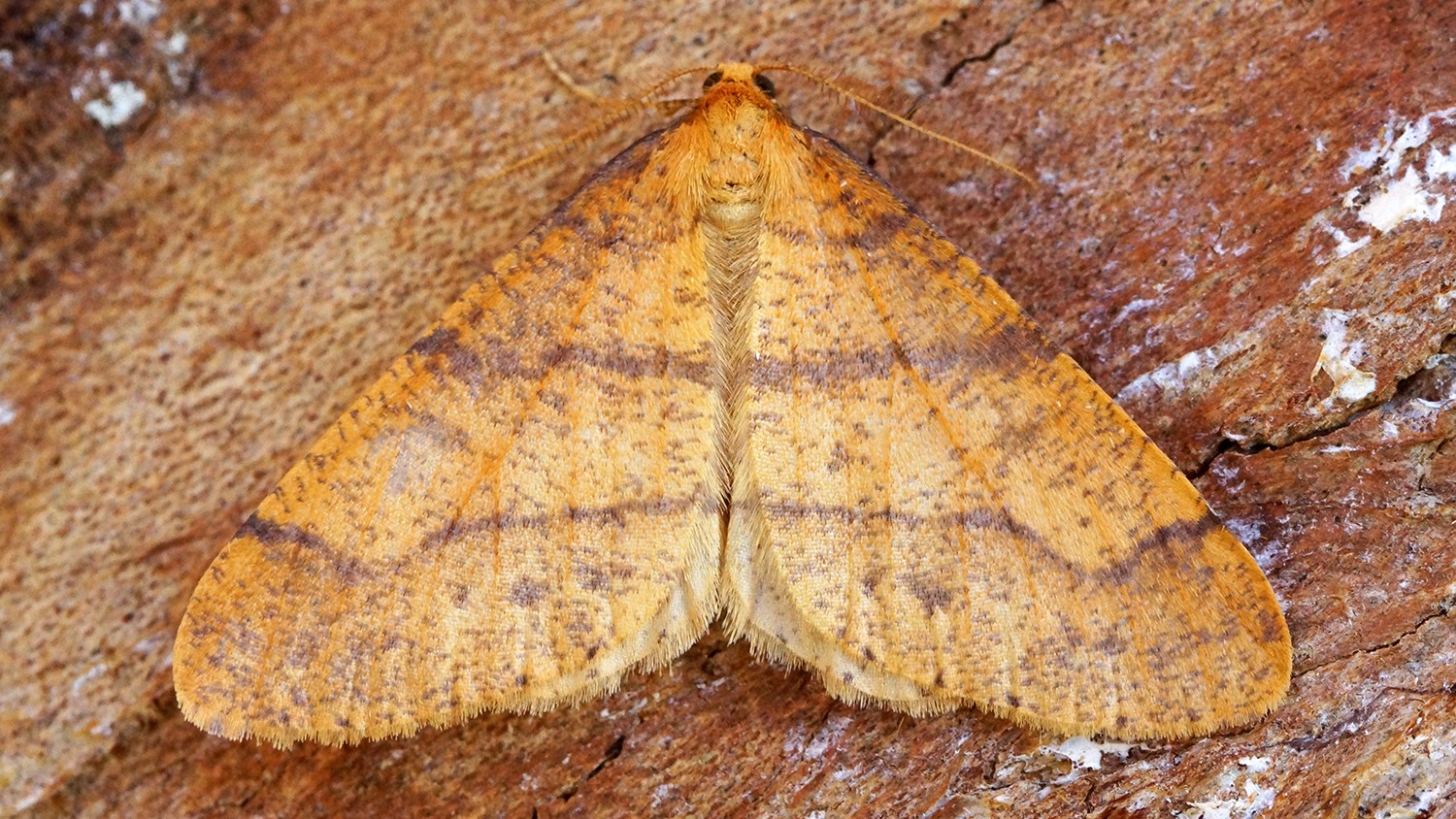 Orangegelber Breitflügelspanner  (Agriopis aurantiaria)