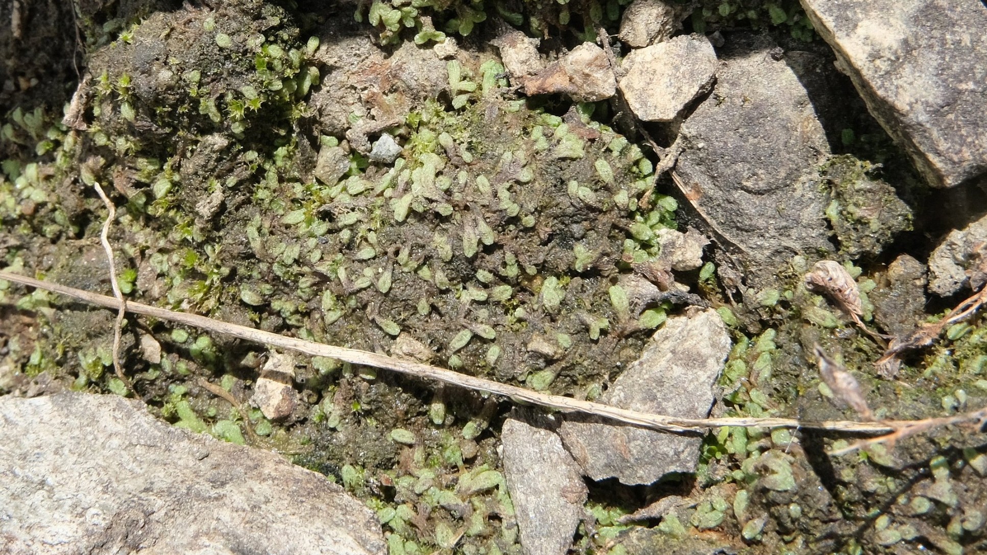 Breidlers Sternlebermoos (Riccia breidleri)