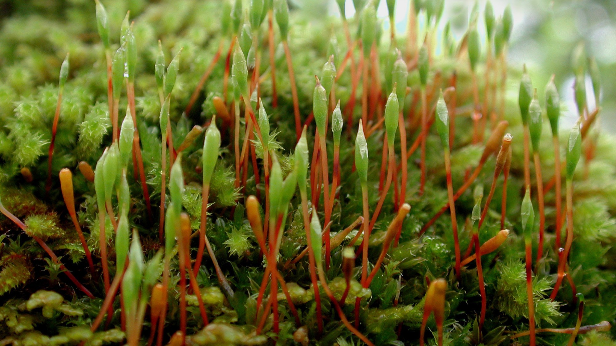 Rudolphis Trompetenmoos (Tayloria rudolphiana)