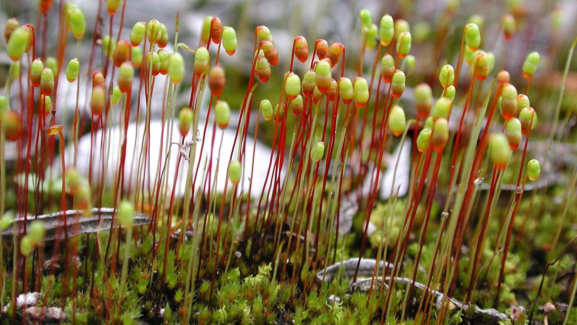 Alluvionen-Birnmoos (Bryum versicolor)