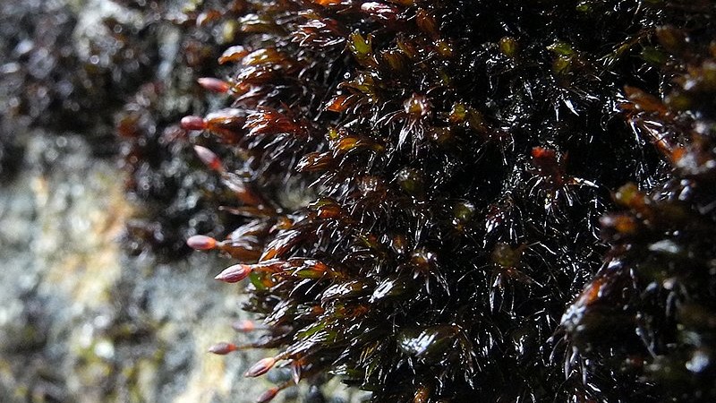 Eis-Klaffmoos (Andreaea frigida)