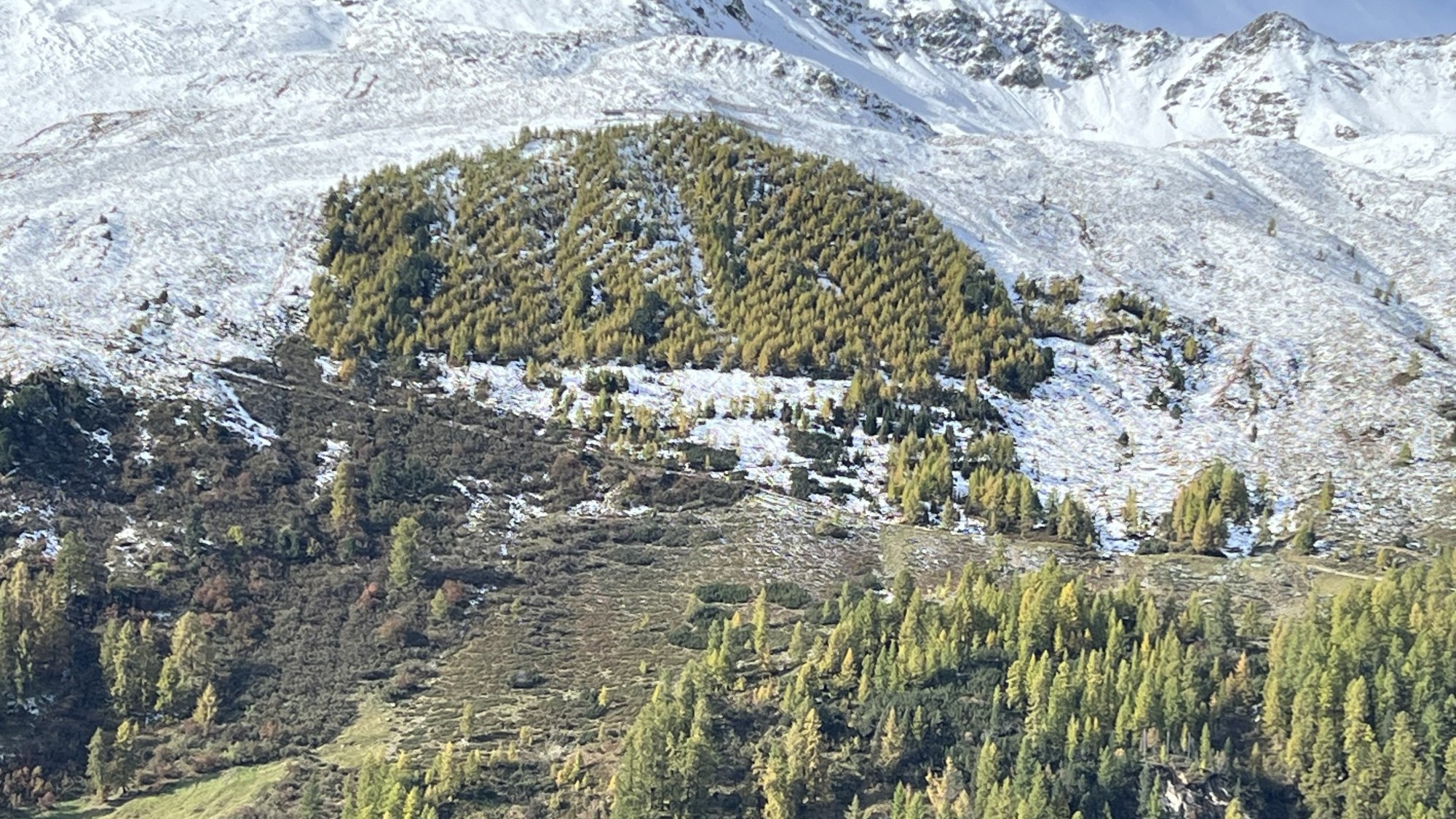 Aufforstung am Stillberg, dem Testgelände für den Lawinenschutz in Davos