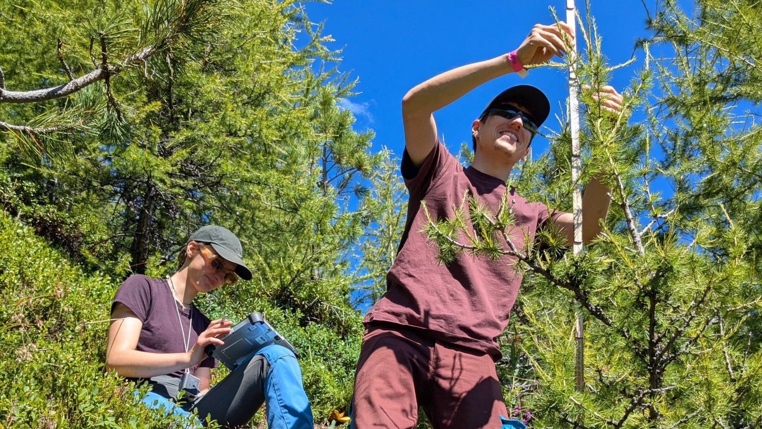 Forschende vermessen Bäume am Stillberg bei Davos.