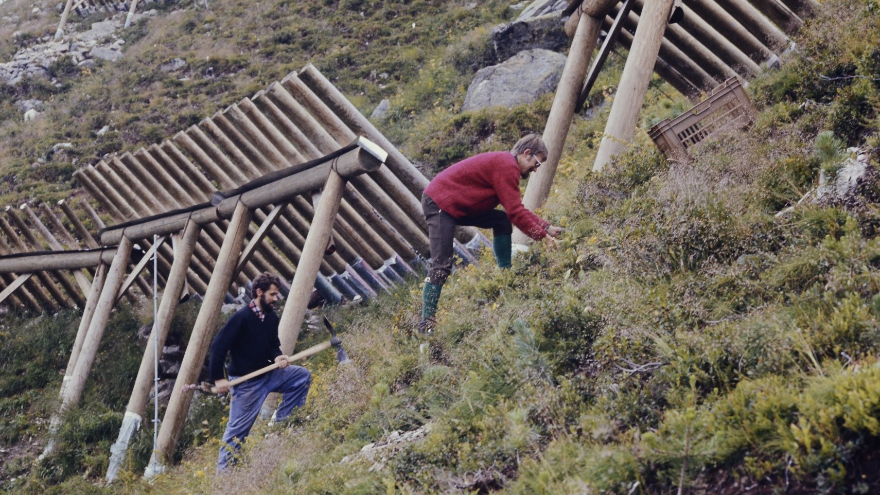 Historische Aufnahme vom Beginn der Pflanzung am Stillberg, dem Testgebiet für den Lawinenschutz durch Wälder