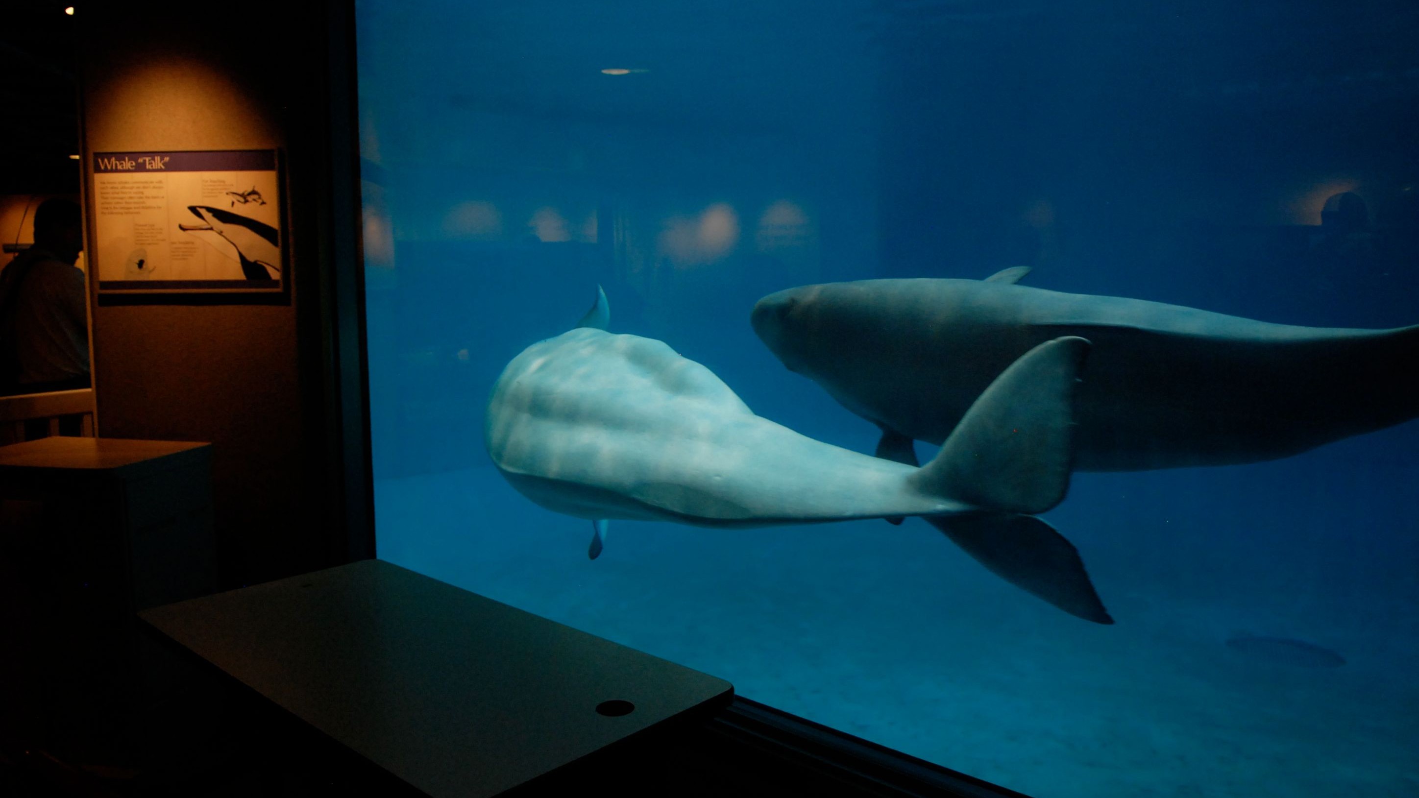 Shedd Aquarium, Chicago