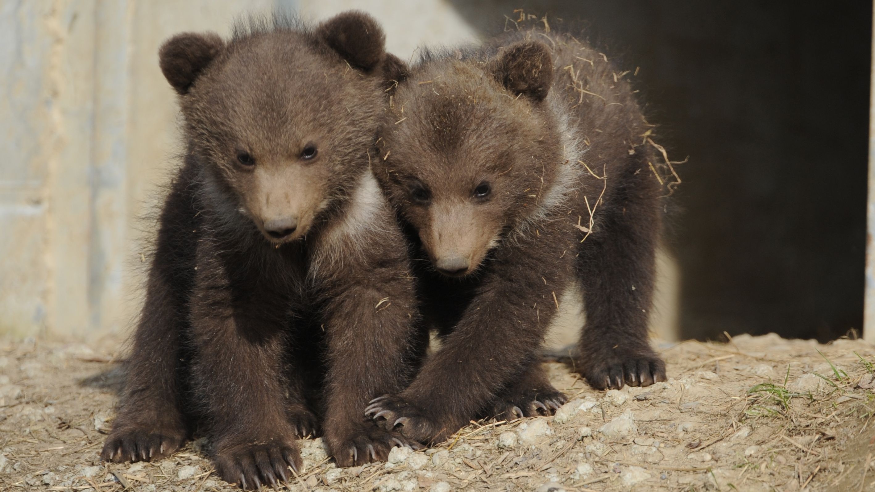 Jungtiere Berna und Ursina im Bärenpark Bern