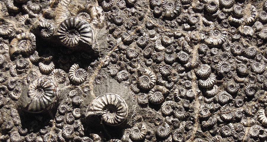 Versteinerte Ammoniten.